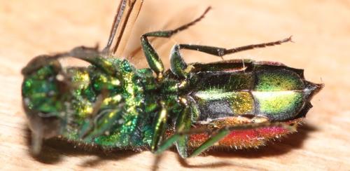 Chrysis clarinicollis
